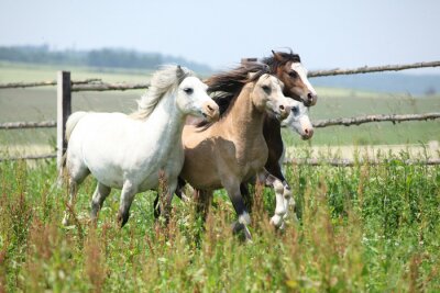 Jonge welsh ponnies lopen samen op weiden