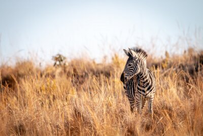 Fotobehang Jonge zebra tussen het gras