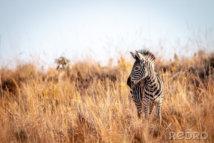 Fotobehang Jonge zebra tussen het gras
