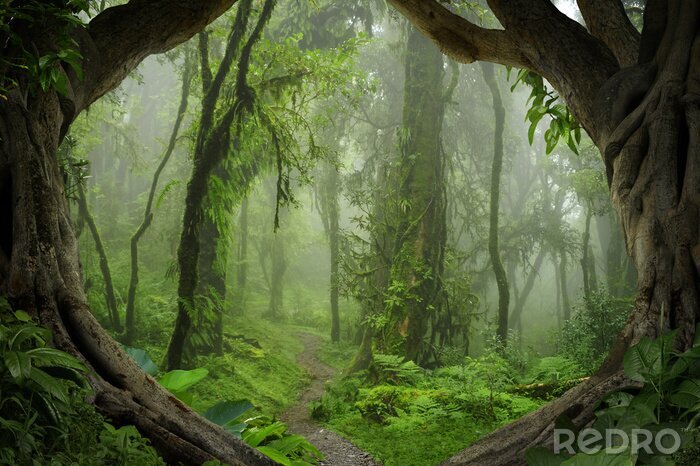 Fotobehang Jungle 3D bomen