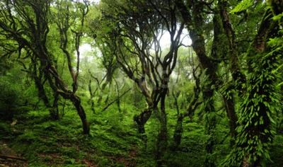 Fotobehang Jungle bomen en lianen