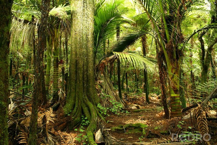 Fotobehang Jungle hoge bomen