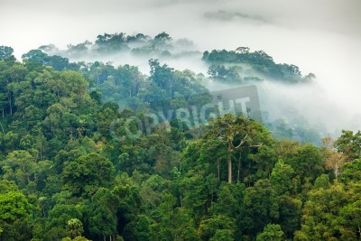 Fotobehang Jungle in de dichte mist