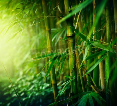 Fotobehang Jungle met bamboeplanten