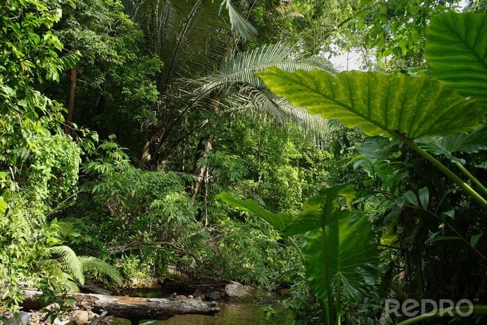 Fotobehang Jungle met grote bladeren op de voorgrond
