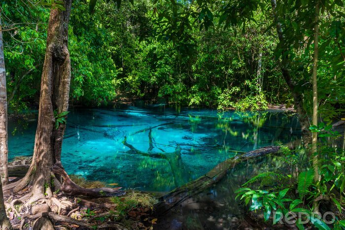 Fotobehang Jungle met turquoise vijver