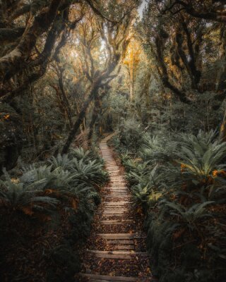 Jungle path in NZ