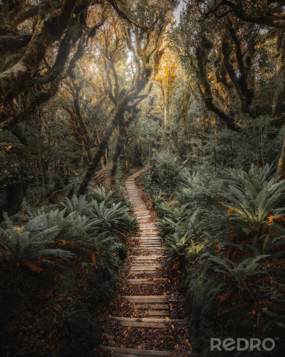 Fotobehang Jungle path in NZ