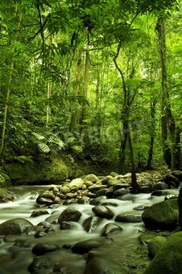 Fotobehang Jungle rivier en stenen