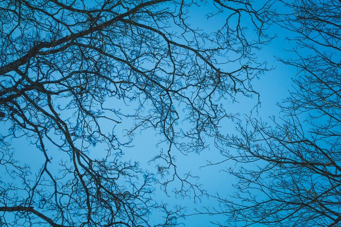 Fotobehang Kale takken tegen de lucht