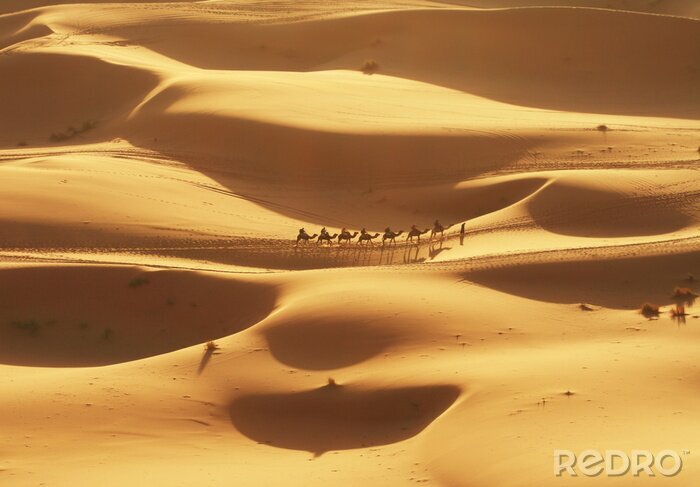 Fotobehang Kamelen in de woestijn