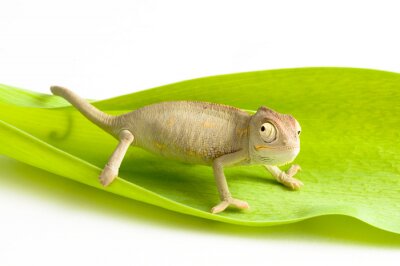 Fotobehang Kameleon op een groen blad