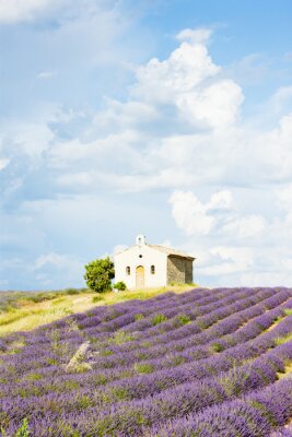 kapel met Lavendel veld, Plateau de Valensole, Provence, Fran
