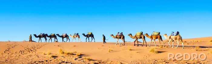 Fotobehang Karavaan in de Sahara woestijn