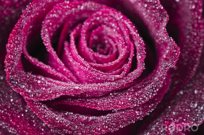 Fotobehang Kastanjebruine roos bedekt met dauw