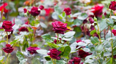 Fotobehang Kastanjebruine rozen in de tuin