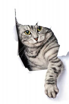 Fotobehang Kat 3D in papier
