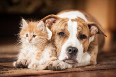 Kat en hond naast elkaar