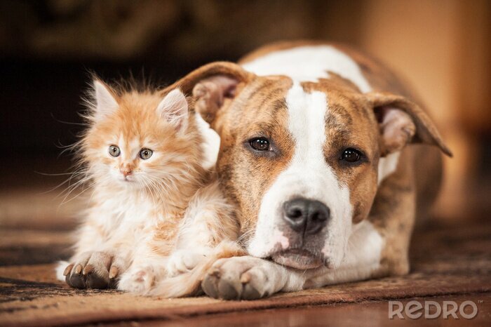 Fotobehang Kat en hond naast elkaar