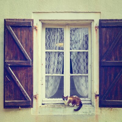 Kat op het venster