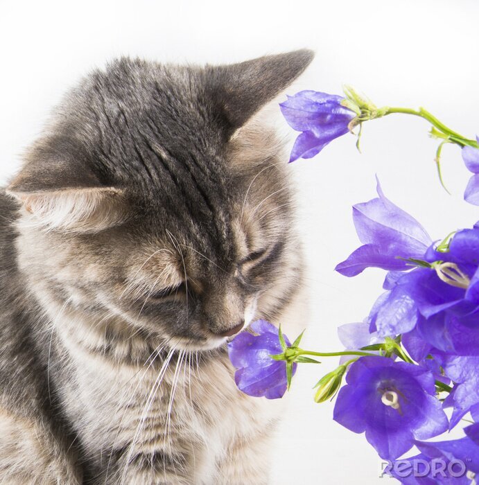 Fotobehang Kat snuffelt aan paarse bloemen