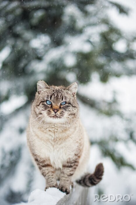 Fotobehang Katten Siberische kat op een besneeuwde omheining