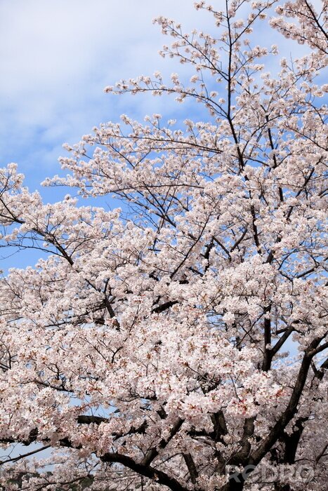 Fotobehang Kersenbloesem en natuur