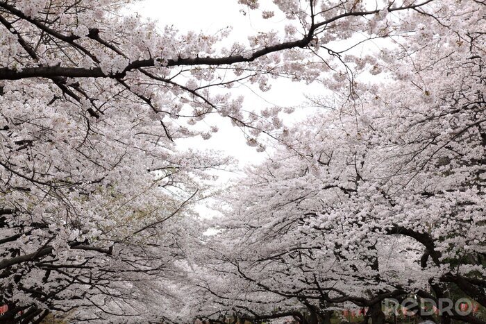 Fotobehang Kersenbloesems in een boomgaard