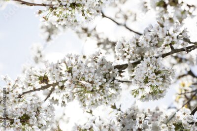 Fotobehang Kersenbloesems tegen de lucht