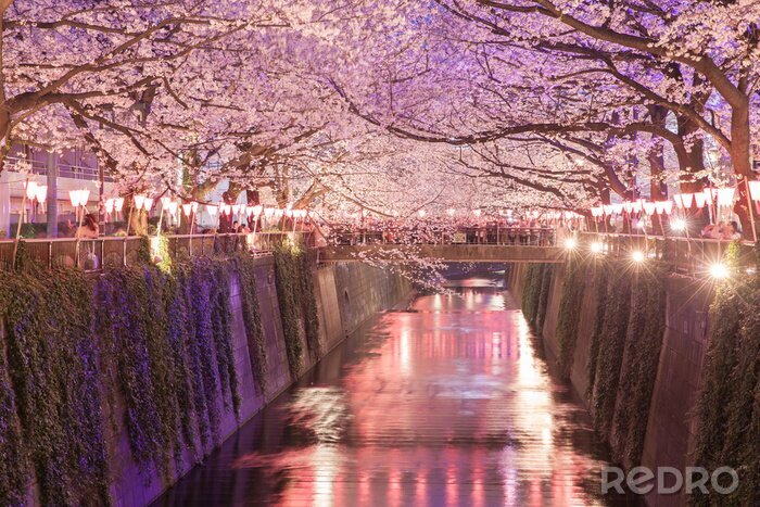 Fotobehang Kersenbomen en Tokio 's avonds