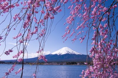 Fotobehang Kersenboom en de berg Fuji