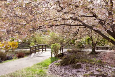 Fotobehang Kersenboom in de lente