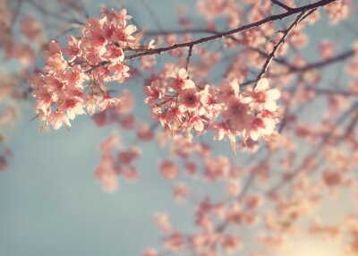 Fotobehang Kersentak in het voorjaar