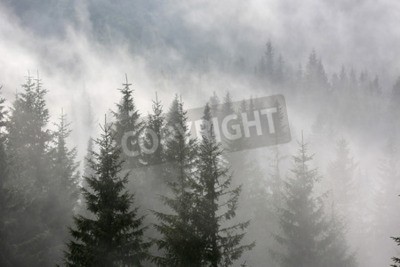 Fotobehang Kerstbomen op de achtergrond van een mistige bos