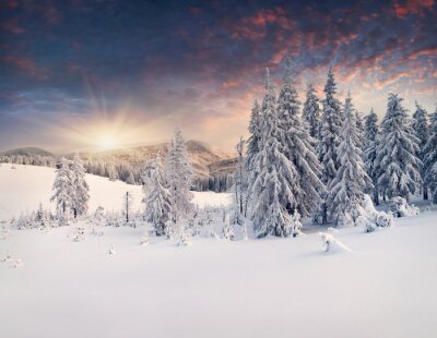 Fotobehang Kerstbomen op de bergen in de sneeuw