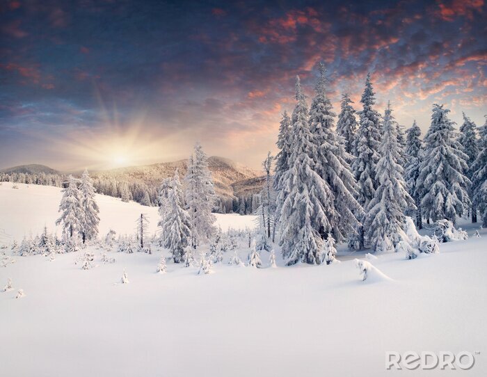 Fotobehang Kerstbomen op de bergen in de sneeuw