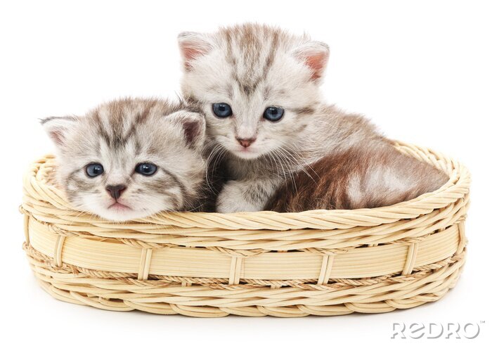 Fotobehang Kittens in een mand