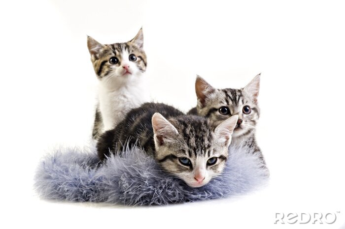 Fotobehang Kittens op een pluizig tapijt