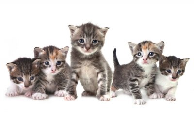 Fotobehang Kittens op witte achtergrond