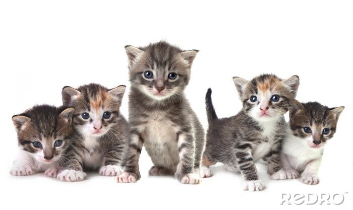 Fotobehang Kittens op witte achtergrond