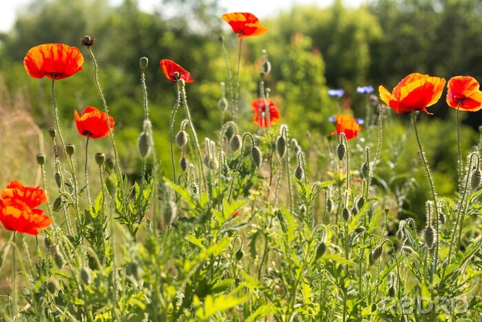 Fotobehang Klaprozen en korenbloemen in de zon