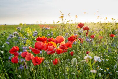 Fotobehang Klaprozen en korenbloemen op een open plek