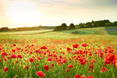 Fotobehang Klaprozen en landschap in de zon