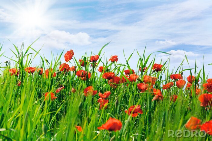 Fotobehang Klaprozen gras en blauwe lucht