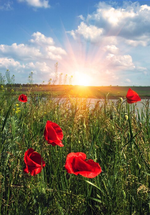 Fotobehang Klaprozen in het veld en een bewolkte lucht