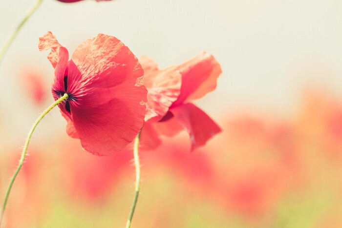 Fotobehang Klaprozen op een wazige achtergrond