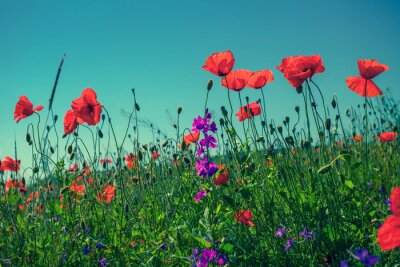 Fotobehang Klaprozen tegen de lucht