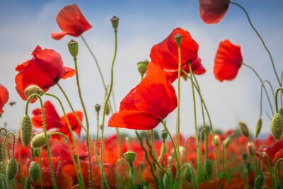 Fotobehang Klaprozen van dichtbij