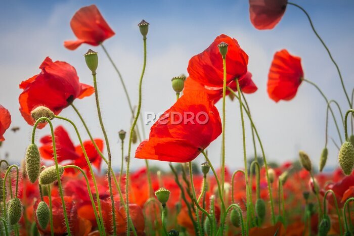 Fotobehang Klaprozen van dichtbij