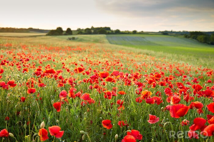 Fotobehang Klaprozenveld bij zonsondergang